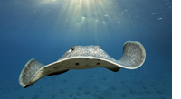 A semi-living stingray may one day fix your heart